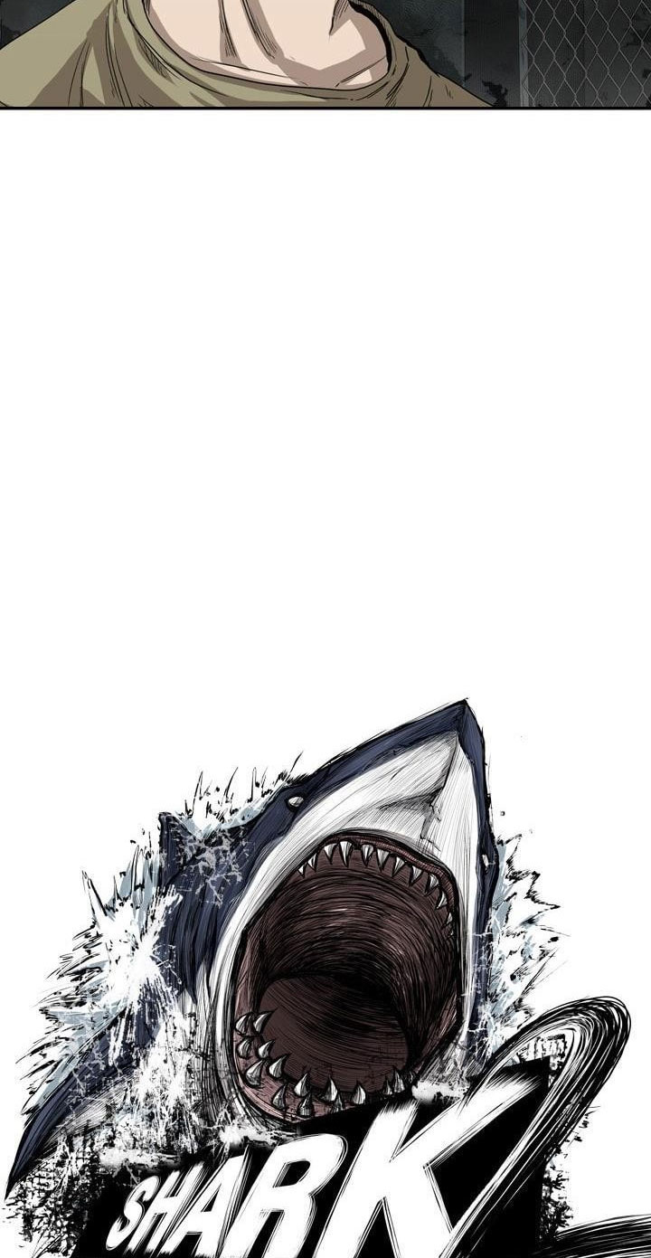 Shark